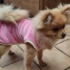 Pull Chaussette chien lulu la sape – Image 4