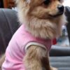 Pull Chaussette chien lulu la sape – Image 5