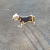 Pull Chaussette chien lulu la sape – Image 3