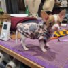 Pull Chaussette chien lulu la sape