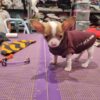 Pull Chaussette chien lulu la sape – Image 2