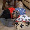 Pull Chaussette chien lulu la sape – Image 6